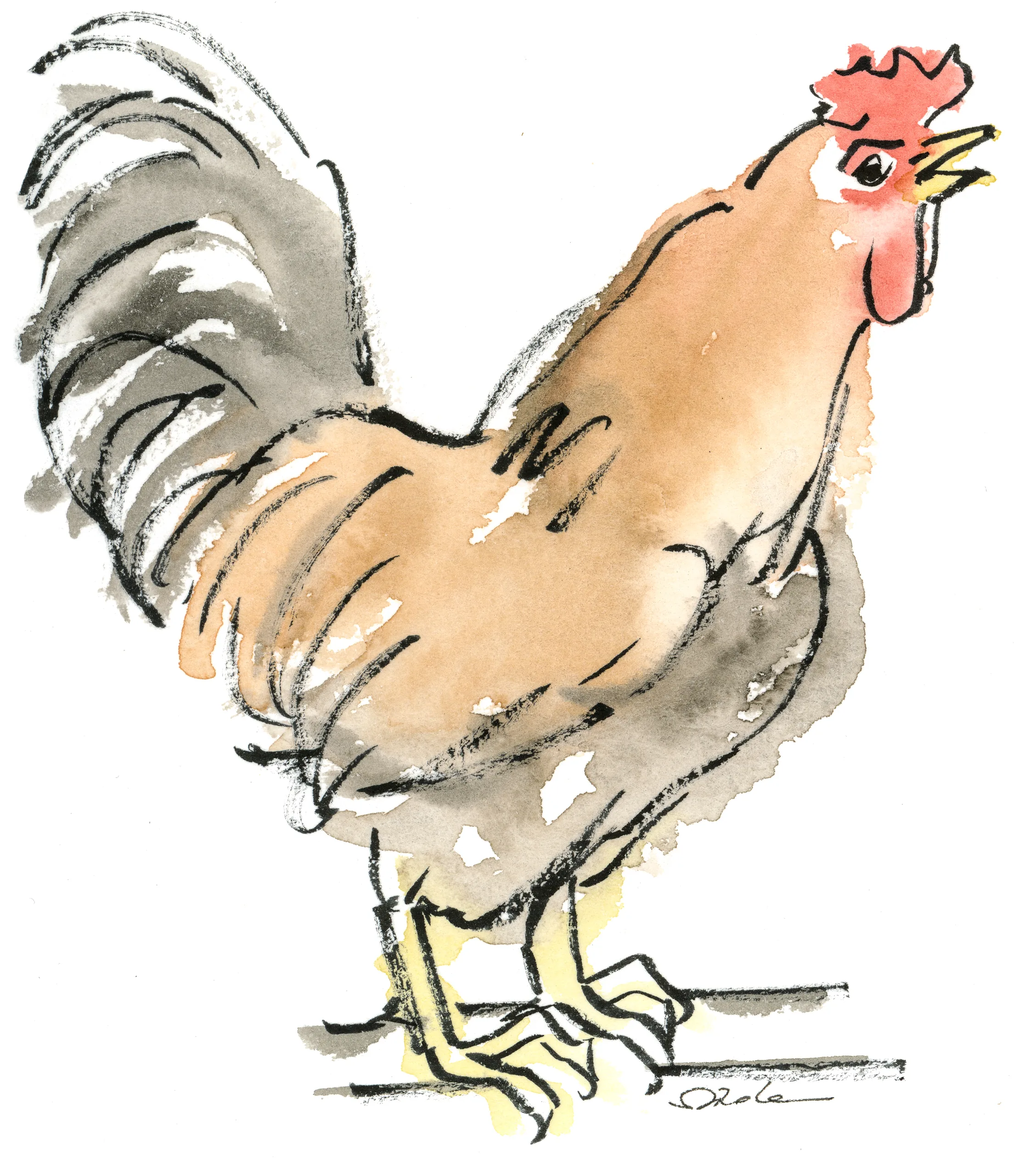 Coq chantant
